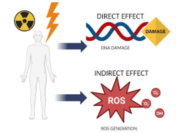 can-moderate-drinking-affect-radiation-therapy-outcomes-evidence-explained